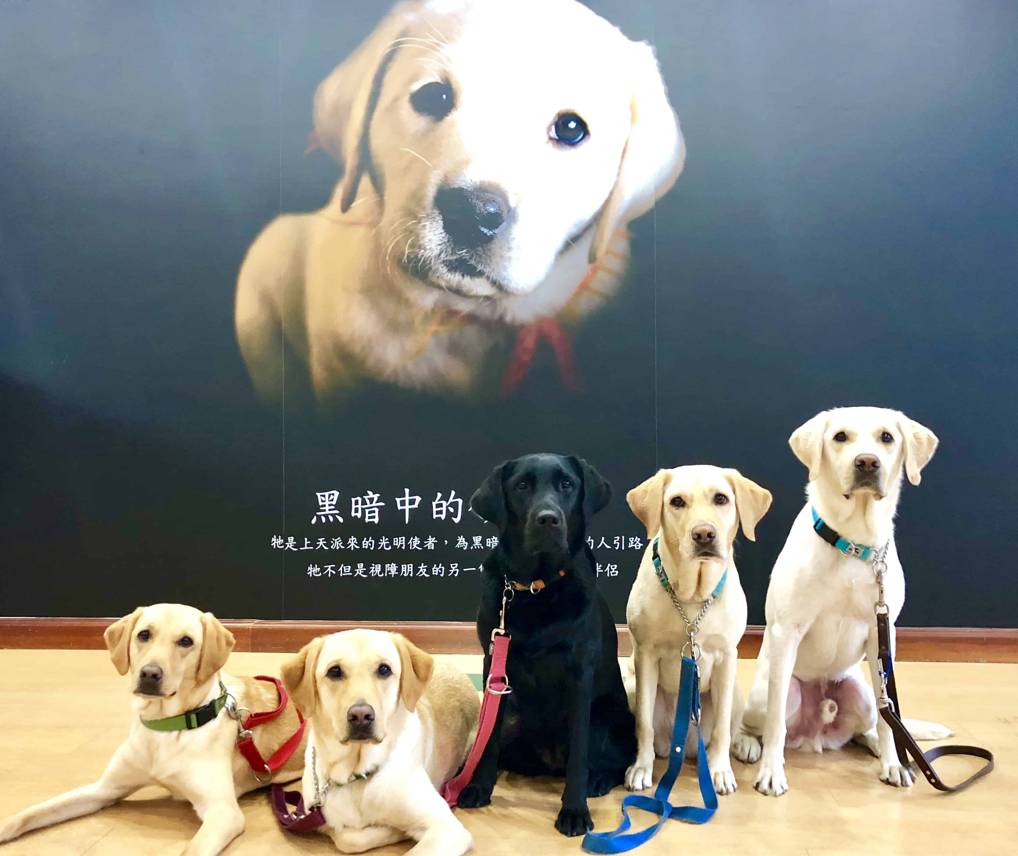 衛生福利部為提升社會大眾對於視覺障礙者引導方式及導盲犬相關知能，製作「人導法」和「導盲犬小哉問」動畫宣導短片，歡迎參考